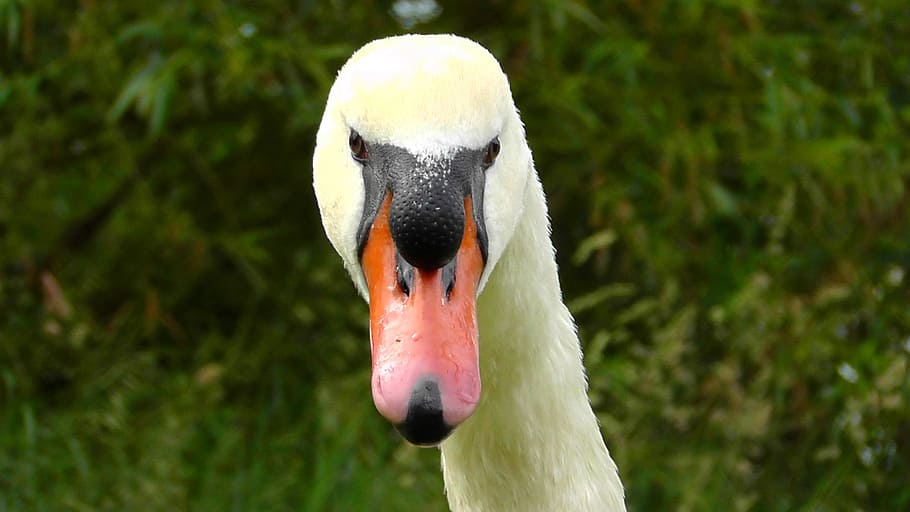 swan head, view, close, bill, bird, birds, swans, swim, beauty HD wallpaper