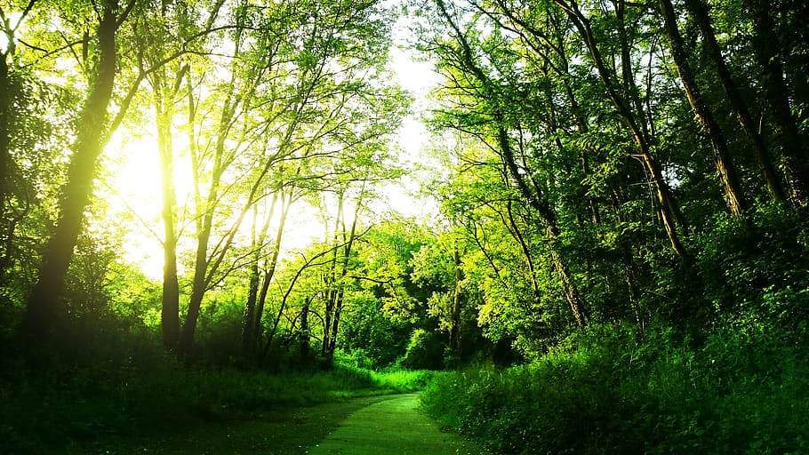 green leaf trees during daytime, landscape, sun, forest, path HD wallpaper