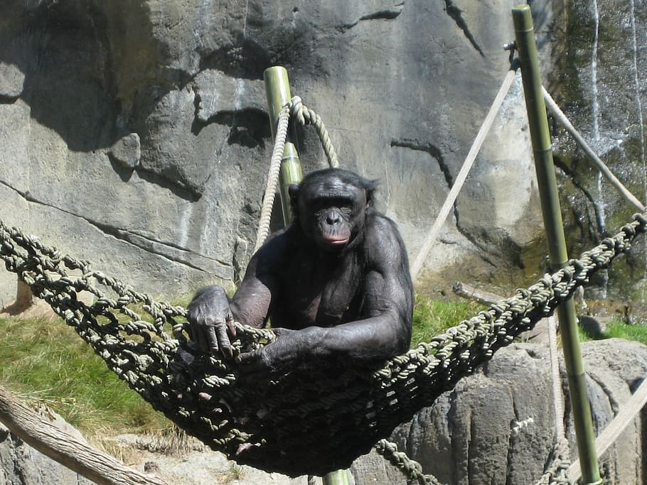 ape, animal, zoo, monkey, chimpanzee, primate, animal wildlife HD wallpaper