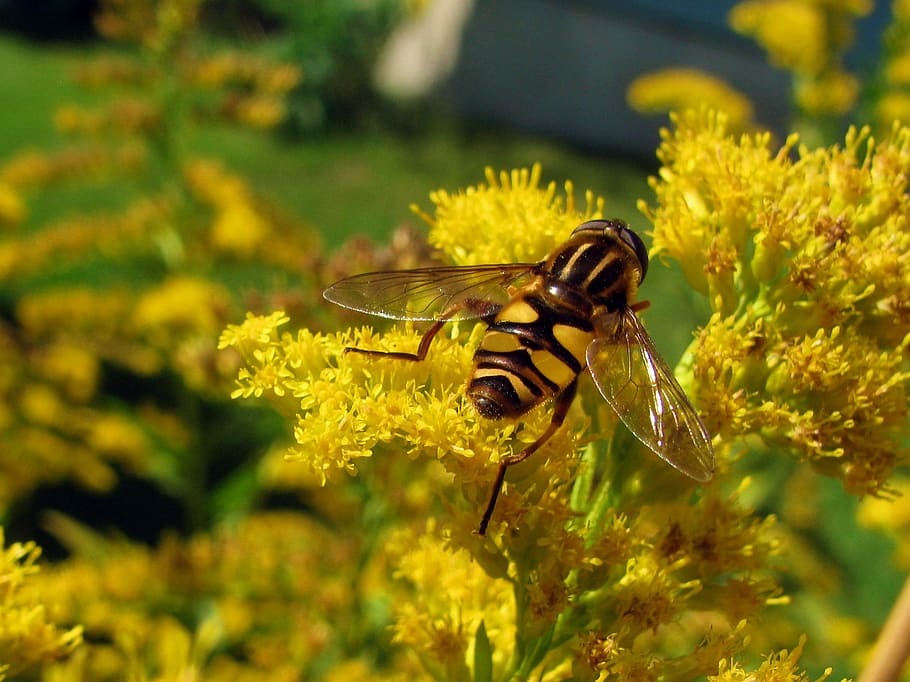 Hoverfly, Insect, Yellow, Wings, wildlife, nectar, one animal HD wallpaper