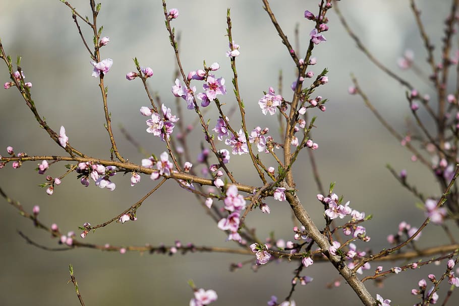 pink cherry blossoms, tree, branches, nature, springtime, pink Color HD wallpaper