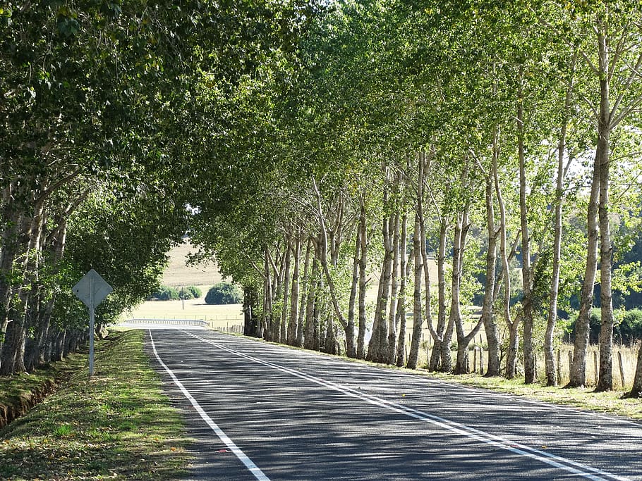 trees, path, southern chile, plant, direction, the way forward HD wallpaper