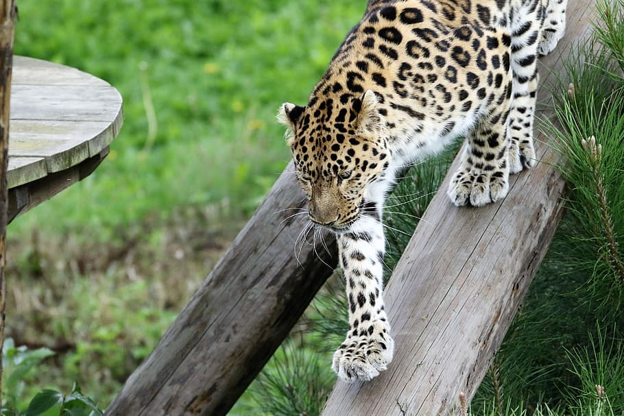 leopard, big cat, spots, nature, animal, natural, mammal, wild HD wallpaper