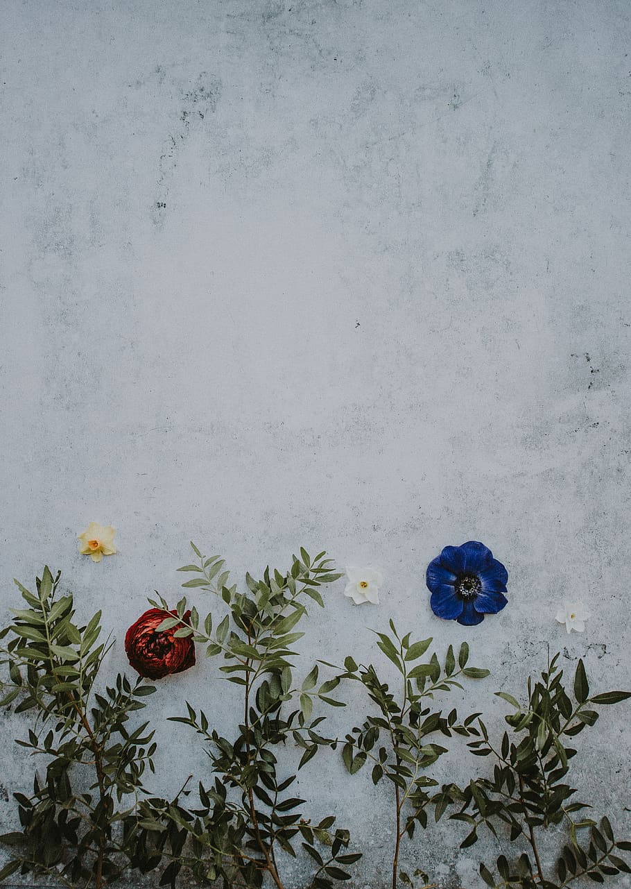 Floral background, white and blue petaled flower on white wall HD wallpaper