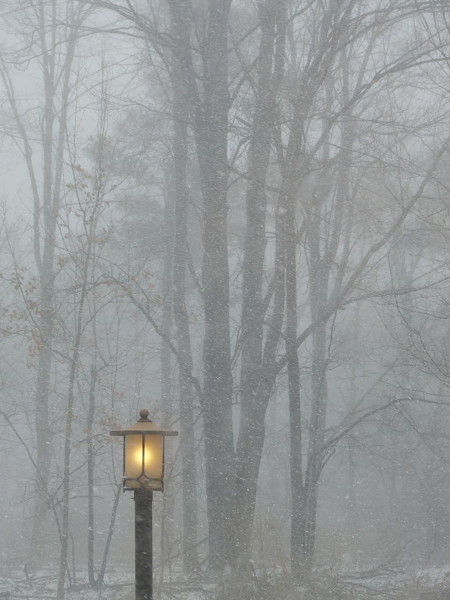lighted black street light near trees fogs, post, lamp, outside HD wallpaper