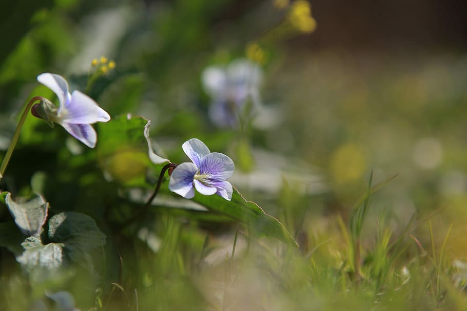 nature, noel online gift shop, flowers, plants, outdoors, grass