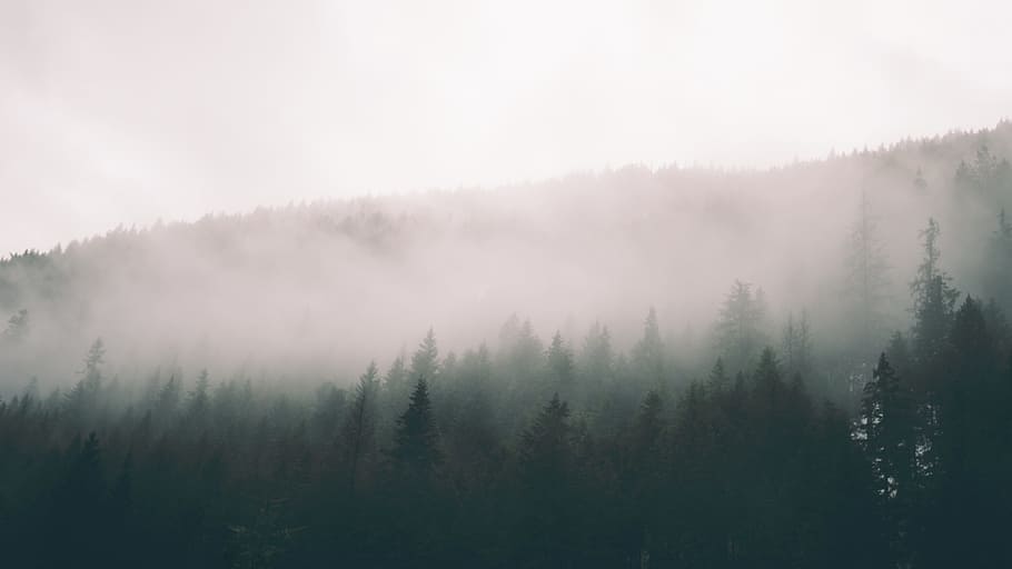 nature, trees, forest, woods, smoke, fog, plant, beauty in nature HD wallpaper
