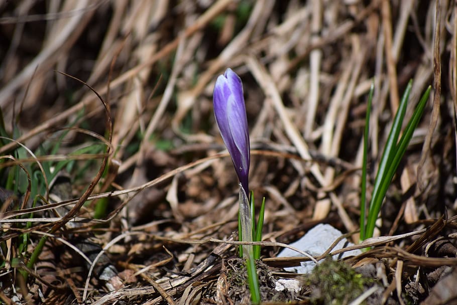 spring, nature, flower, spring flowers, flora, plant, vulnerability HD wallpaper