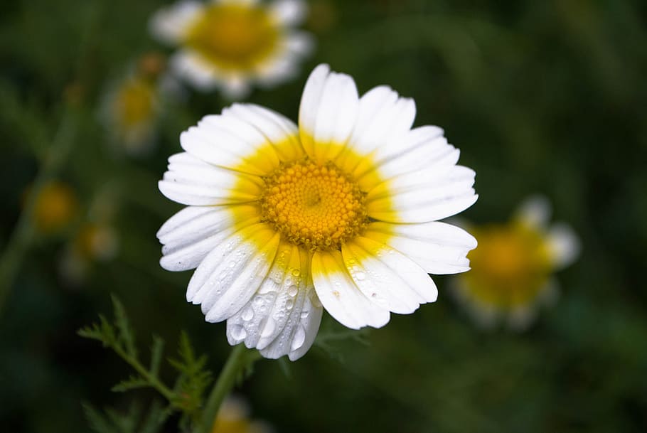 nature, petals, flower, blossoms, bloom, daisy, flora, floral HD wallpaper