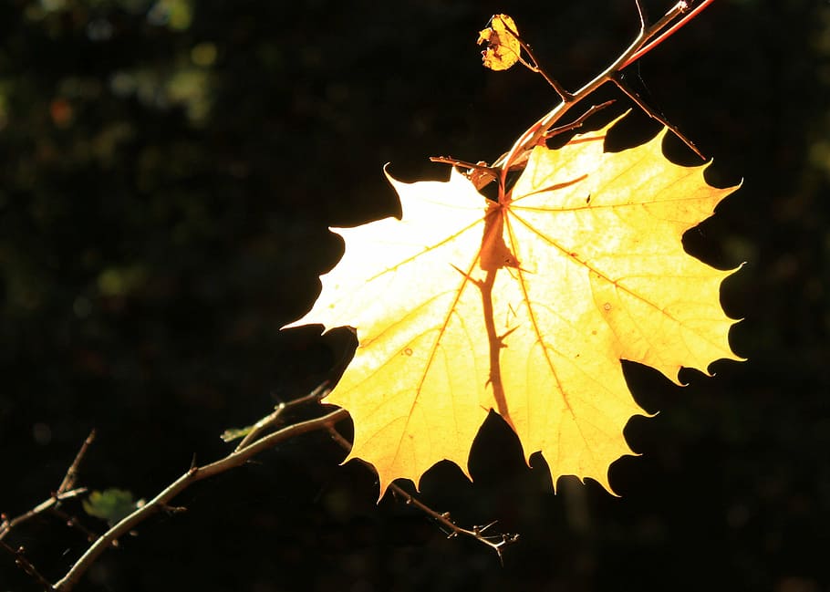 leaf, autumn, back light, yellow, autumn mood, nature, plant HD wallpaper