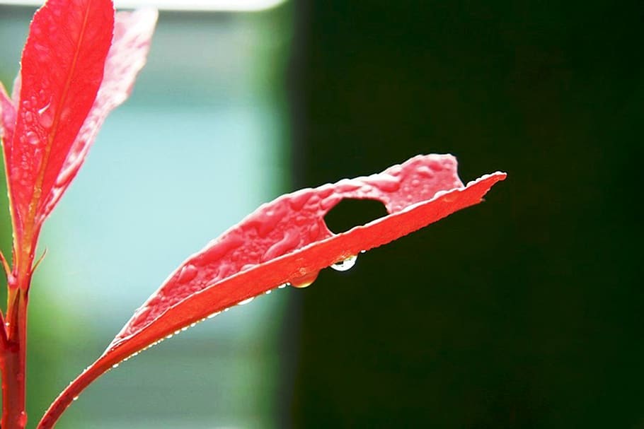 emotions, joy, grief, glansmispelblad, red, water, drop, no people HD wallpaper