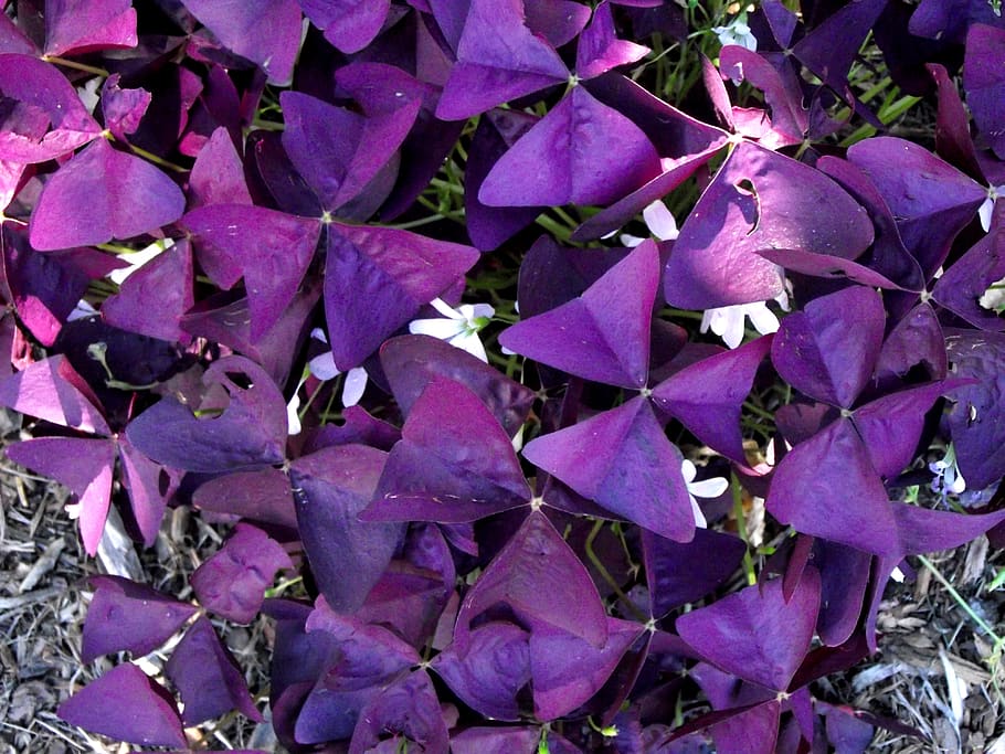 purple, clover, nature, pattern, full frame, beauty in nature HD wallpaper