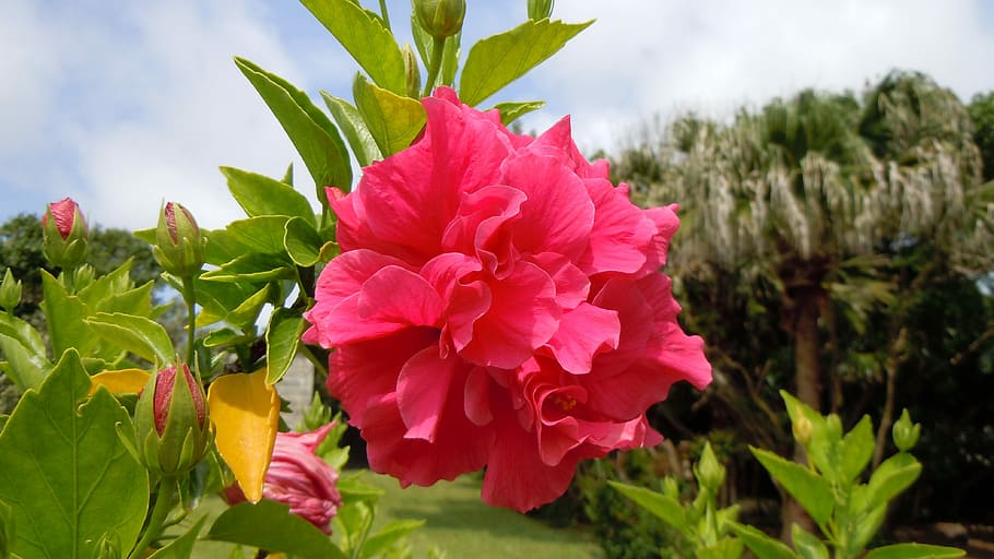 Hibiscus, Pink, Flowers, multiple, layers, petals, multilayered HD wallpaper