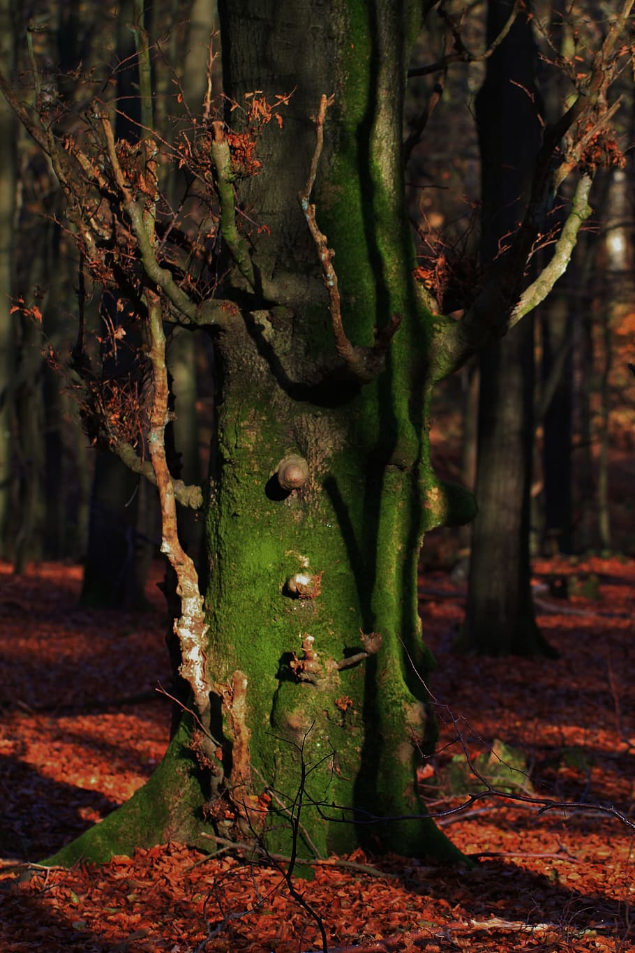 Tree, Log, Bark, Nature, Autumn, trees, leaves, forest, autumn forest HD wallpaper