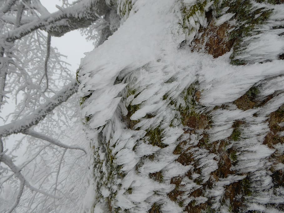 winter, ice, cold, snow, cold temperature, plant, tree, beauty in nature HD wallpaper
