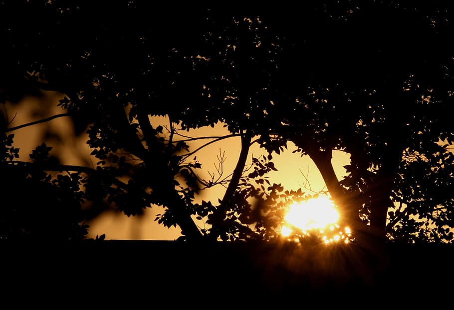 Sunset, Dark, Silhouette, Trees, Branches, dark silhouette HD wallpaper