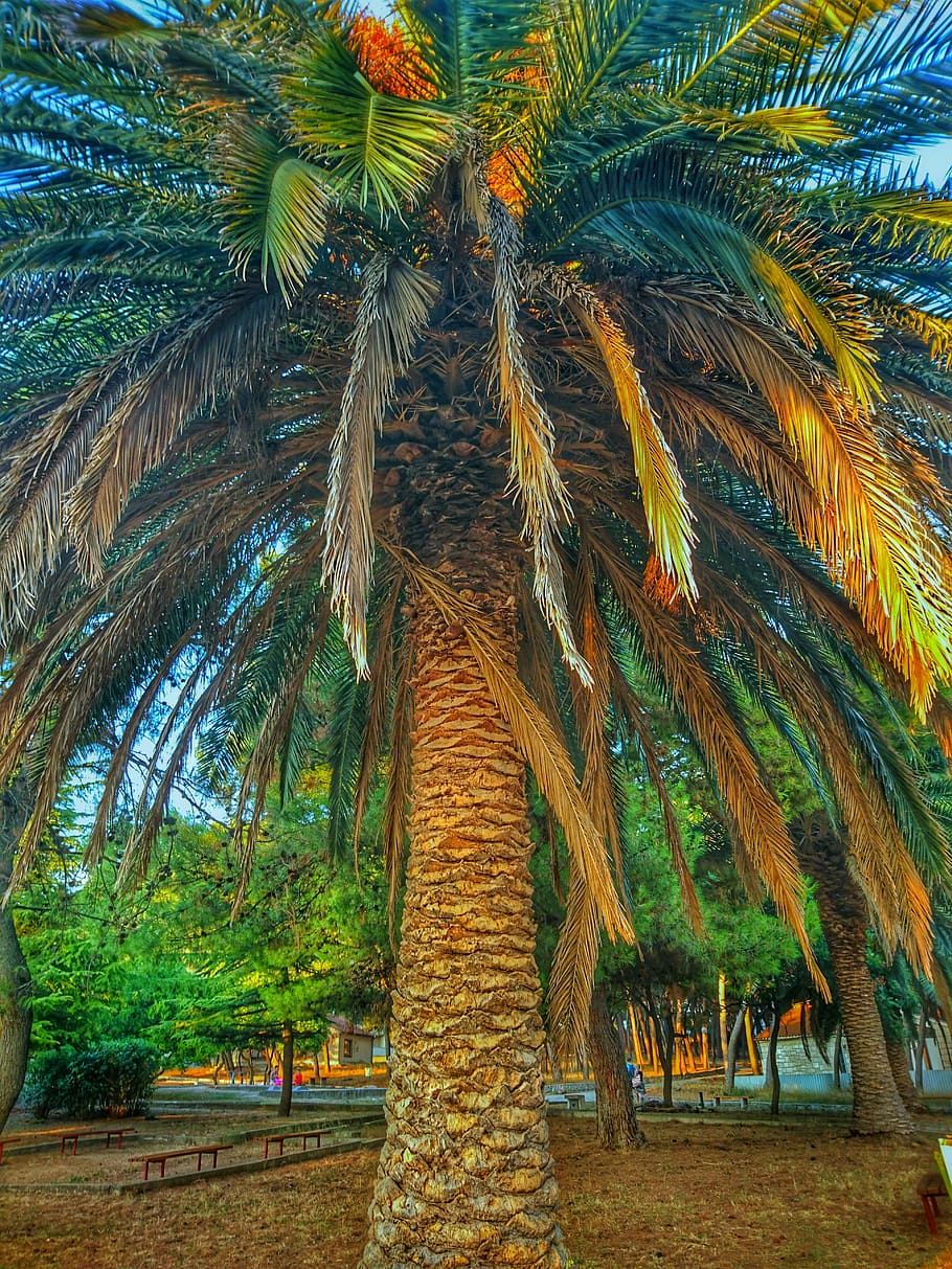 palm, tree, wood, leaves, brown, green, earth, ground, palm tree HD wallpaper