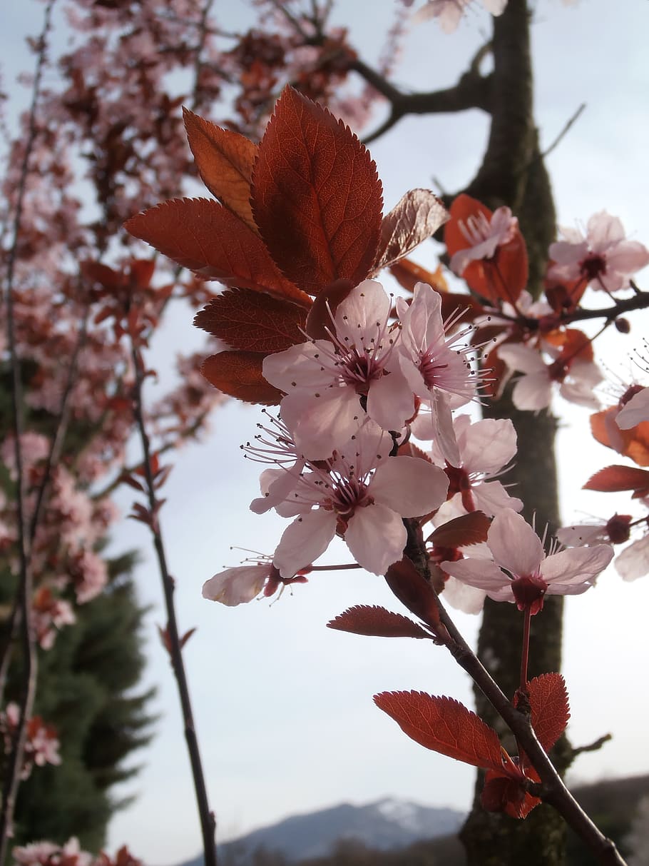 Nature, Flower, spring, spring flowers, tree, branch, season HD wallpaper