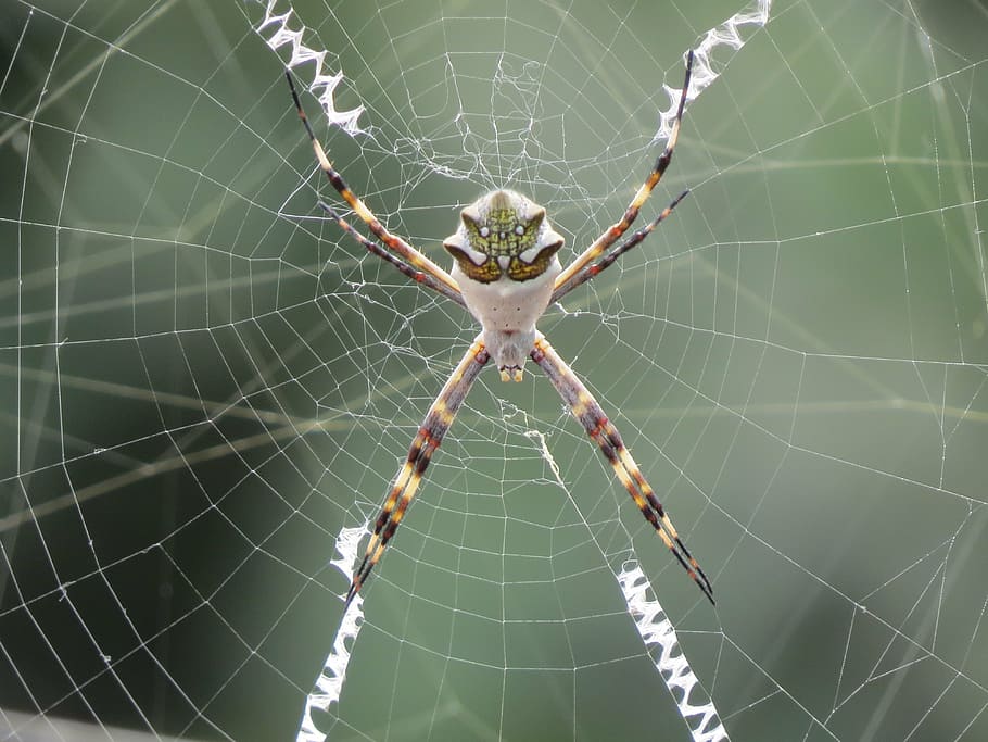 spider, web, arachnid, arachnophobia, bug, cobweb, nature, spider Web HD wallpaper