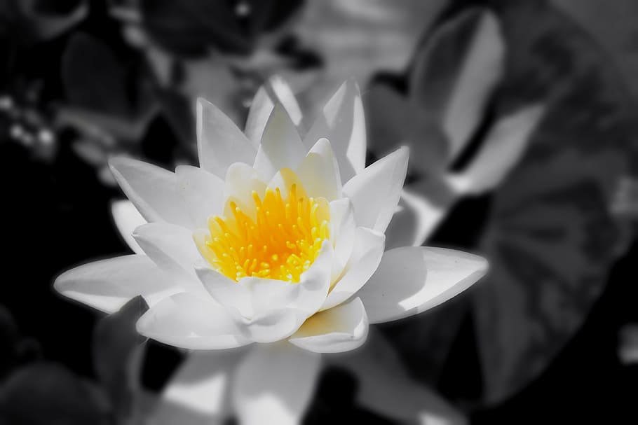 flower, black, white, flora, nature, garden, pot, summer, lake HD wallpaper