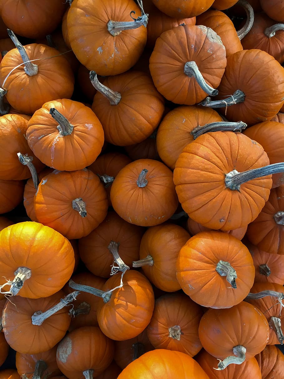 photography of assorted shape pumpkins, orange pumpkin lot, autumn HD wallpaper