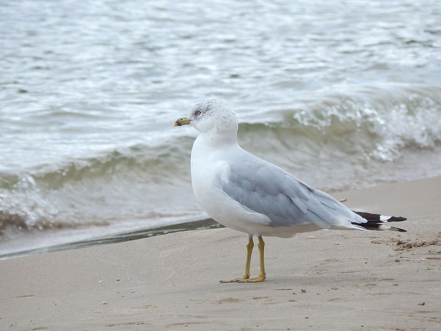 Seagull, Shoreline, Standing, Bird, standing bird, lapping waves HD wallpaper