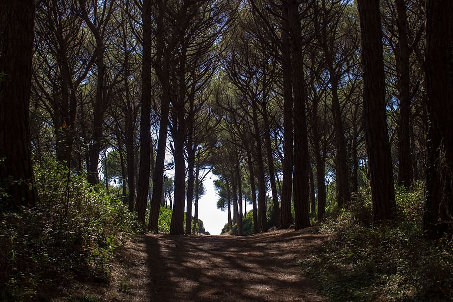 Pine Forest, Away, Path, Passage, forest path, nature, landscape HD wallpaper