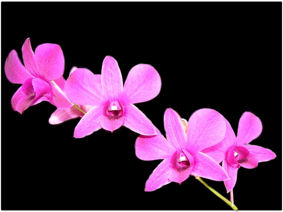 close-up photography pink orchids, flower, violet, background HD wallpaper