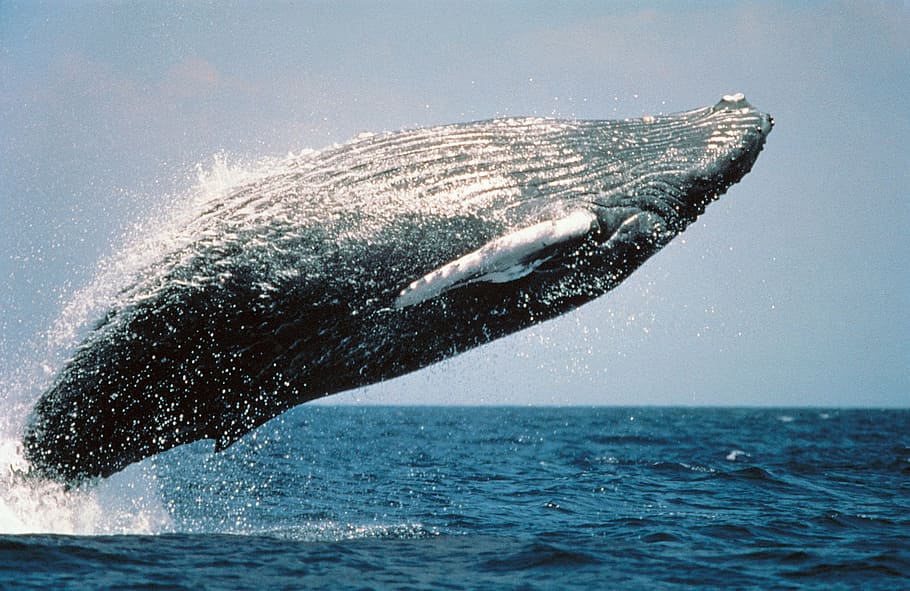 black fish at the ocean, jumping, breaching, mammal, marine HD wallpaper