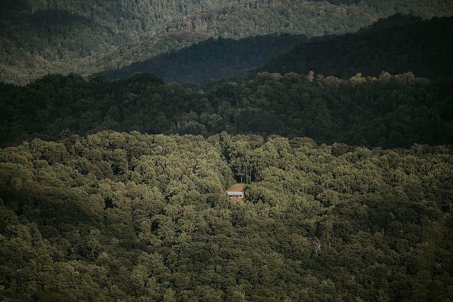 aerial photography of green leafed trees, forest, secluded HD wallpaper