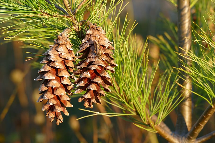 pine cones, pine tree, nature, forest, brown, plant, growth HD wallpaper