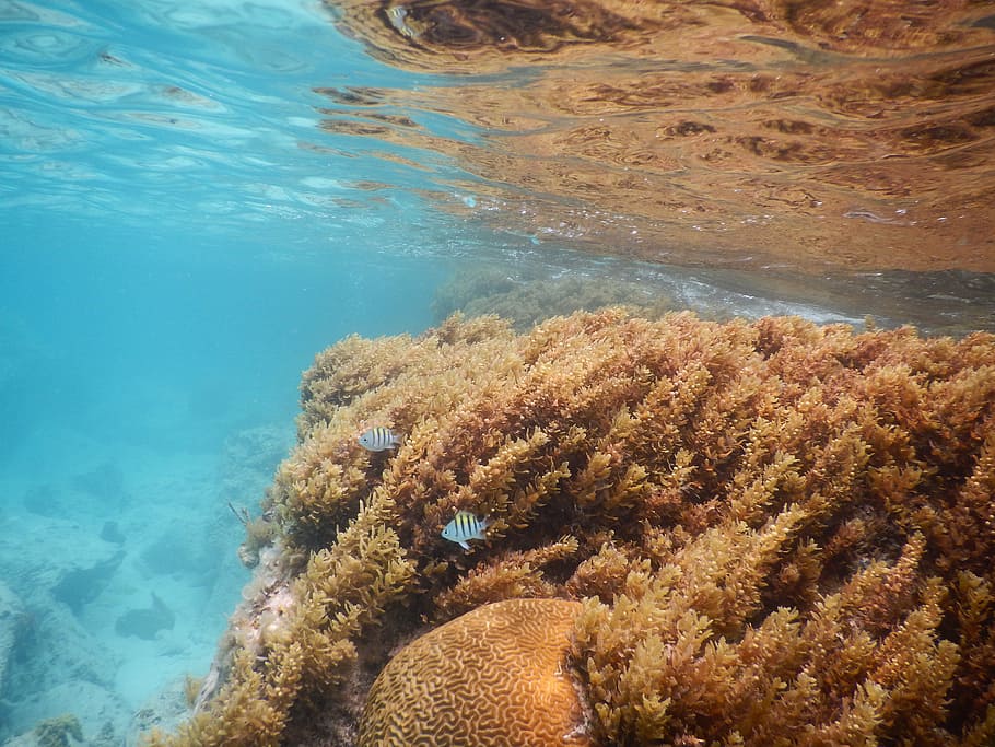 ocean, caribbean, vacation, water, sea, underwater, undersea HD wallpaper