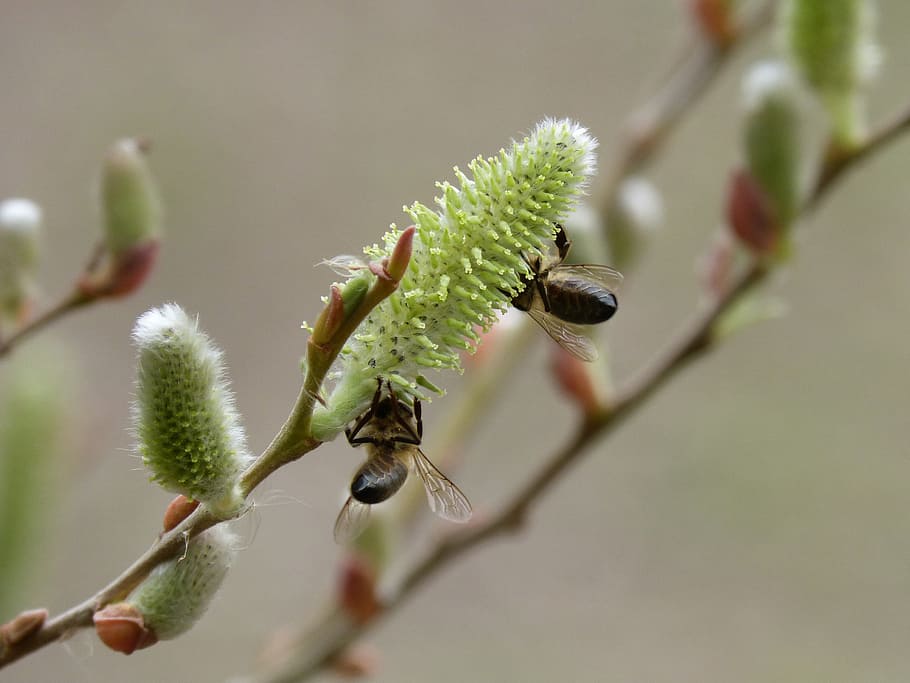 fresno, flowering, libar, bees, pollination, plant, growth HD wallpaper
