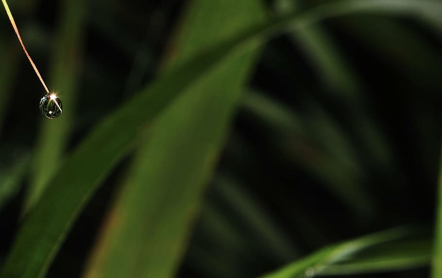 blur, close-up, color, dew, drop, droplet, environment, fresh HD wallpaper