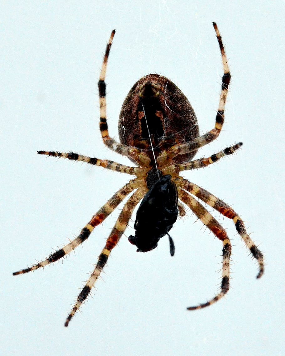 spider, in the network, prey, caught, close, invertebrate, insect HD wallpaper