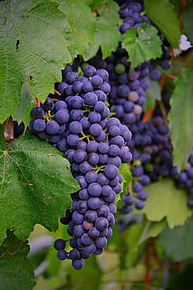 tilt shift photo of grapes, red grapes, fruit, nature, blue HD wallpaper