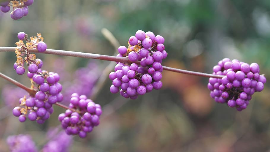 Berries, Garden, Shrub, Winter, Violet, tree, nature, purple HD wallpaper