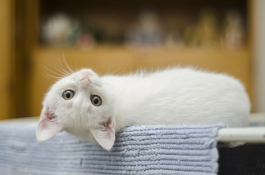 white kitten reclining on blue rug, cute, cat, domestic, cute cat HD wallpaper