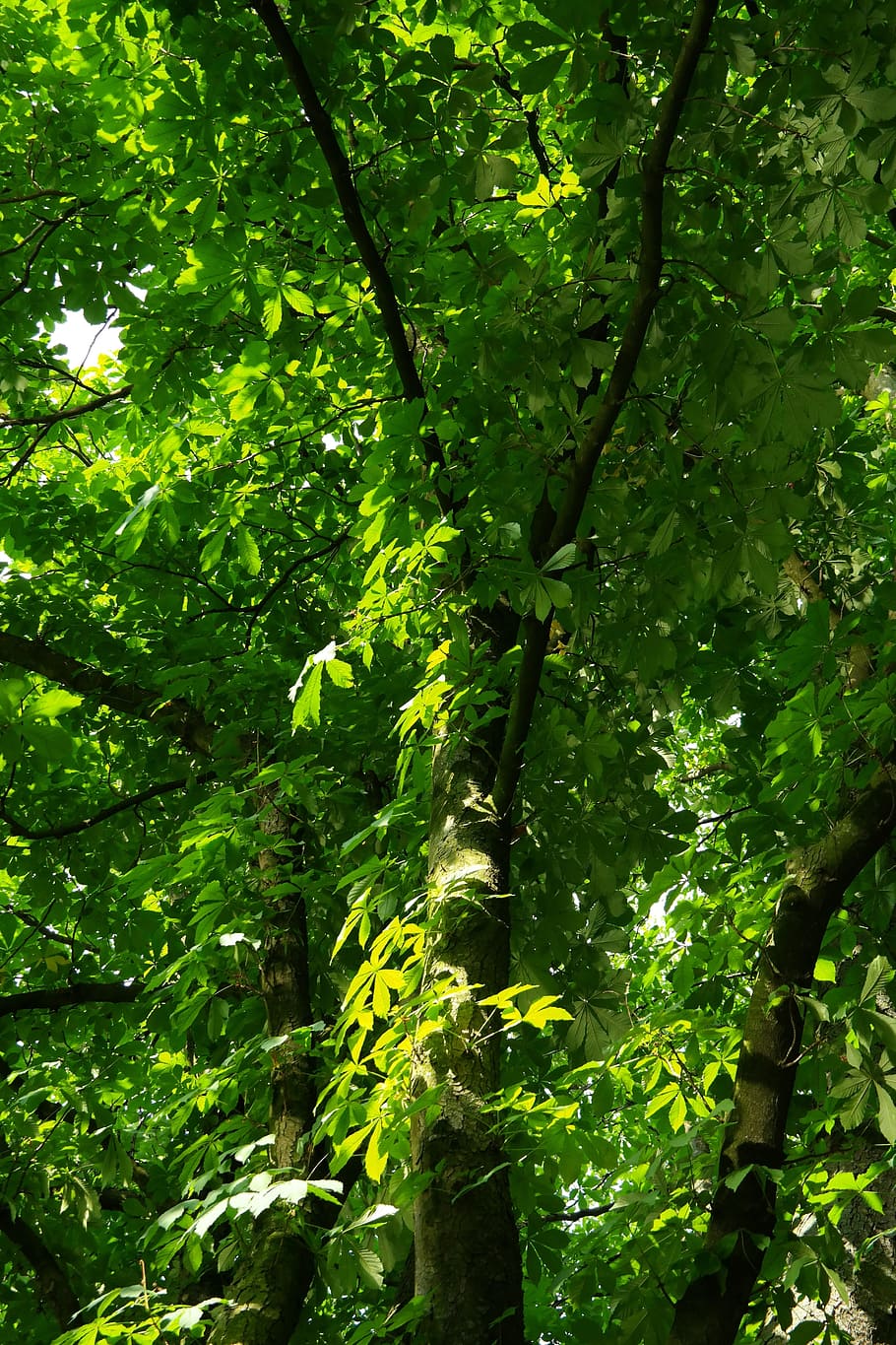Chestnut, Buckeye, Tree, Branches, aesthetic, foliage, green, HD wallpaper