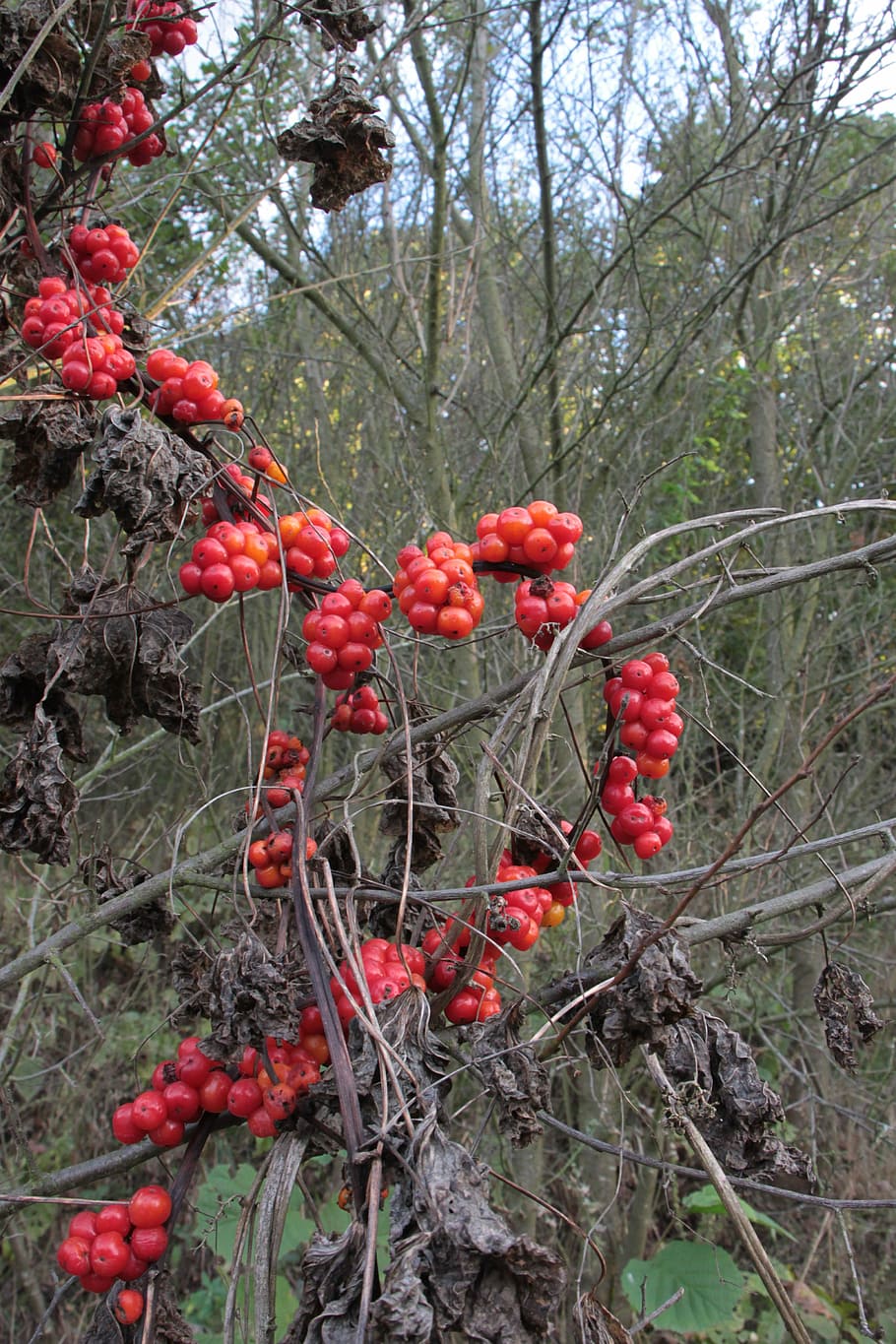 berries, berry, communis, dioscorea, poison, poisonous, red HD wallpaper