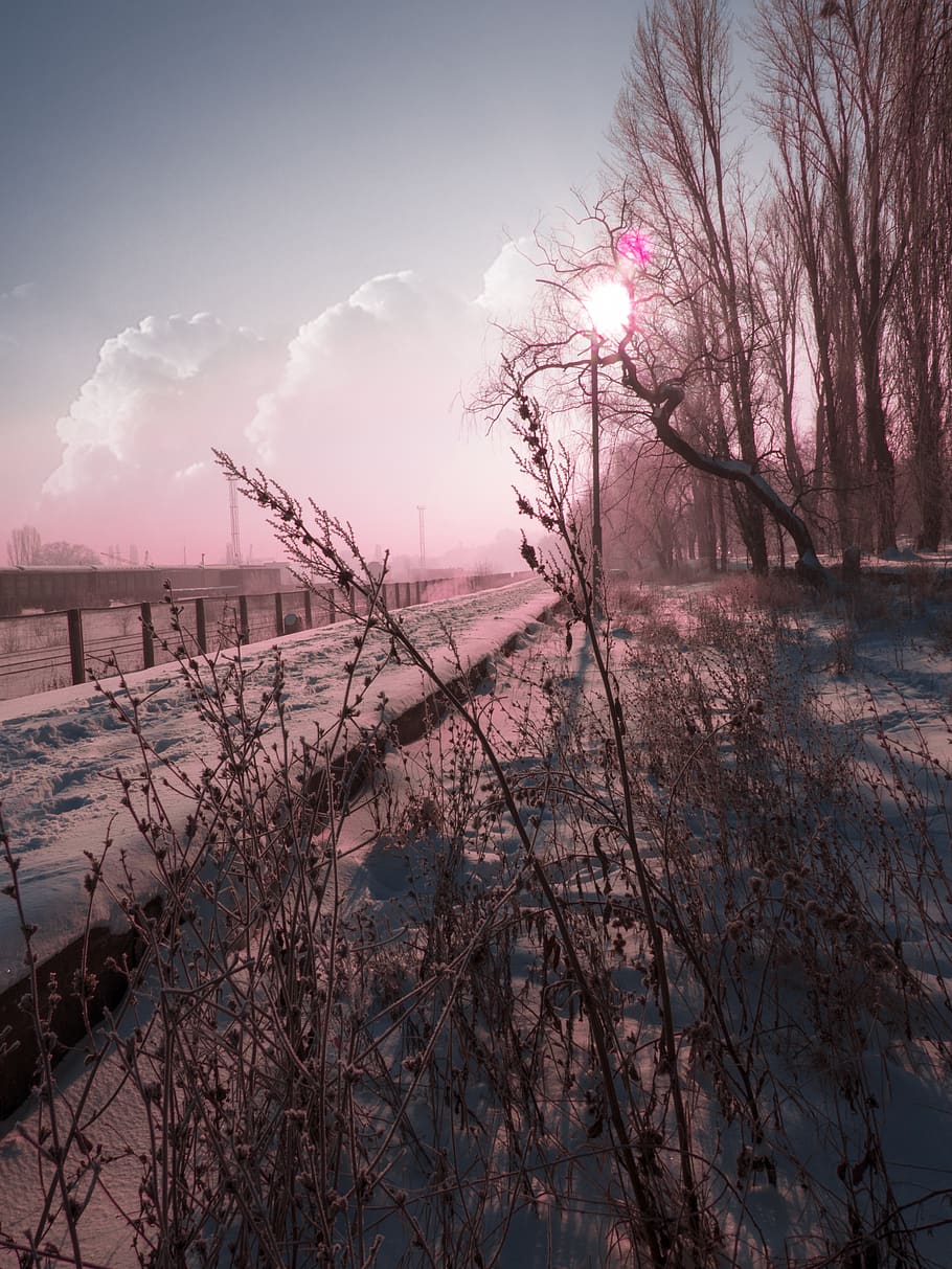peron, snow, cold, winter, sky, tree, water, plant, beauty in nature HD wallpaper