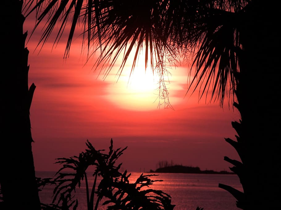 orange, sunset, palm trees, ocean, silhouette, sky, beauty in nature HD wallpaper