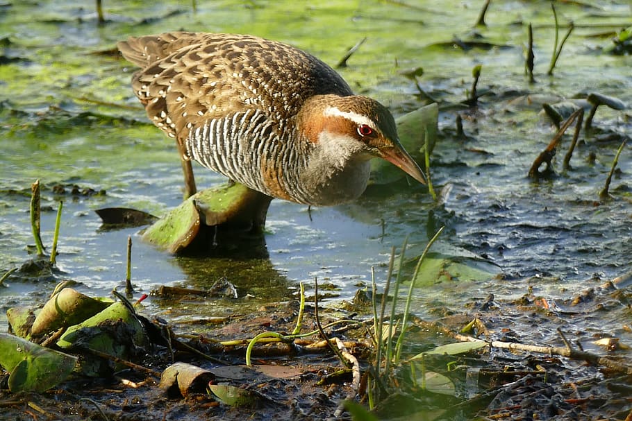 buff, banded, rail, animal wildlife, animals in the wild, bird HD wallpaper