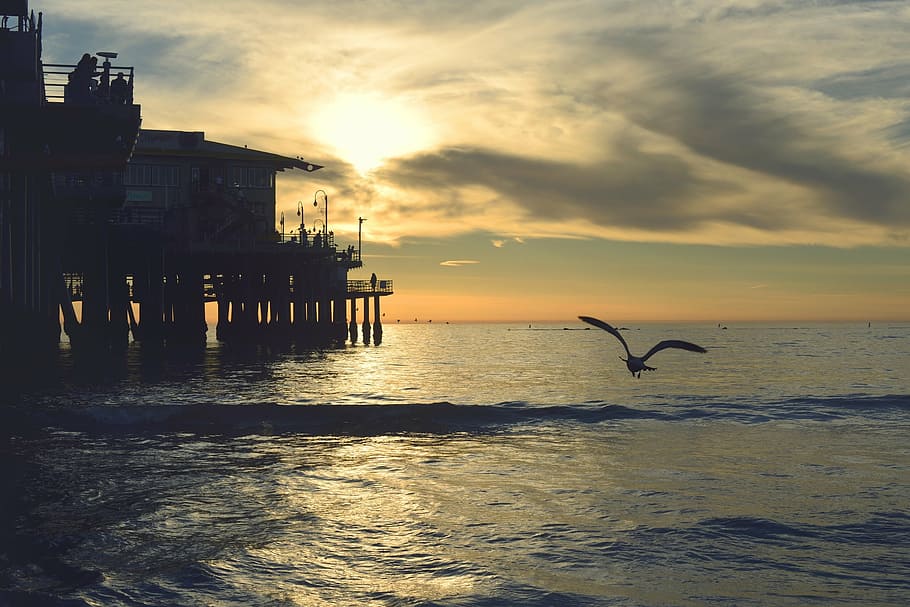 silhouette of bird flying above water, sunset, pier, dock, ocean HD wallpaper