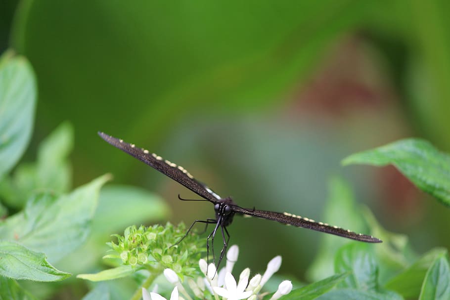 Black and White Butterfly on White Flower during Daytime, flora HD wallpaper