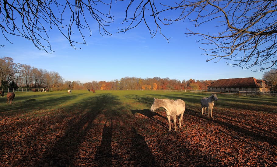 autumn, horses, shadow, paddock, coupling, landscape, animal HD wallpaper