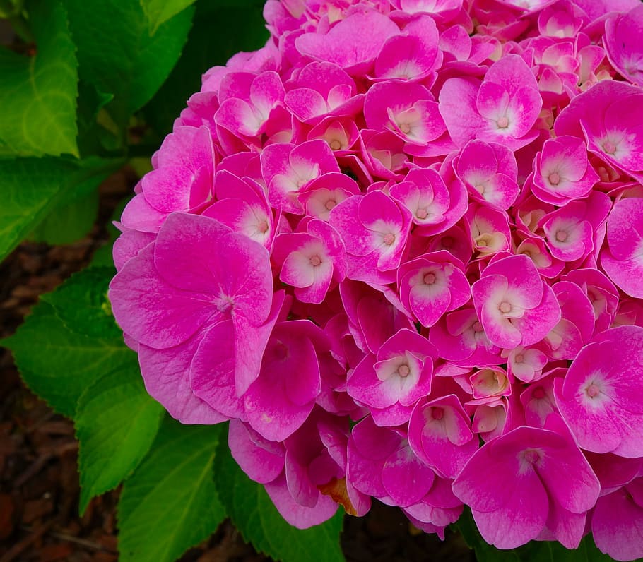 pink flower bouquet, hydrangea, blossom, bloom, nature, summer HD wallpaper
