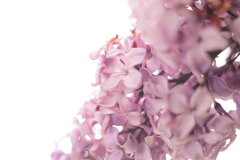 photo of purple flowers, macro photography of pink flowers, feel, HD wallpaper