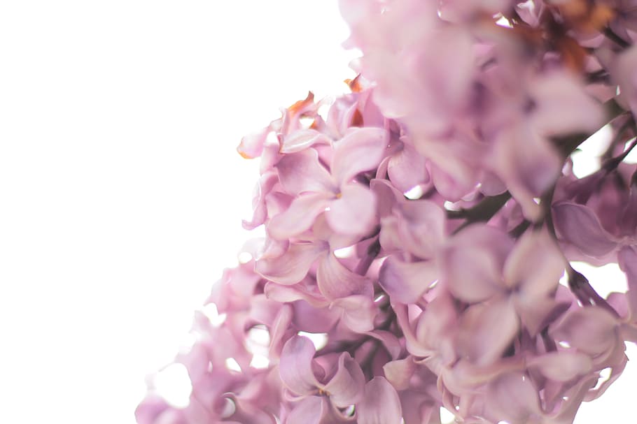 photo of purple flowers, macro photography of pink flowers, feel HD wallpaper