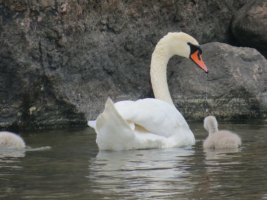 swan, cub, parent, gray, white, stone, water, sea, ugly duckling HD wallpaper